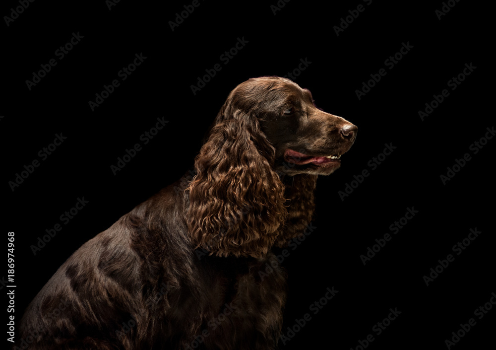 russian spaniel portrait isolated on black background in low key