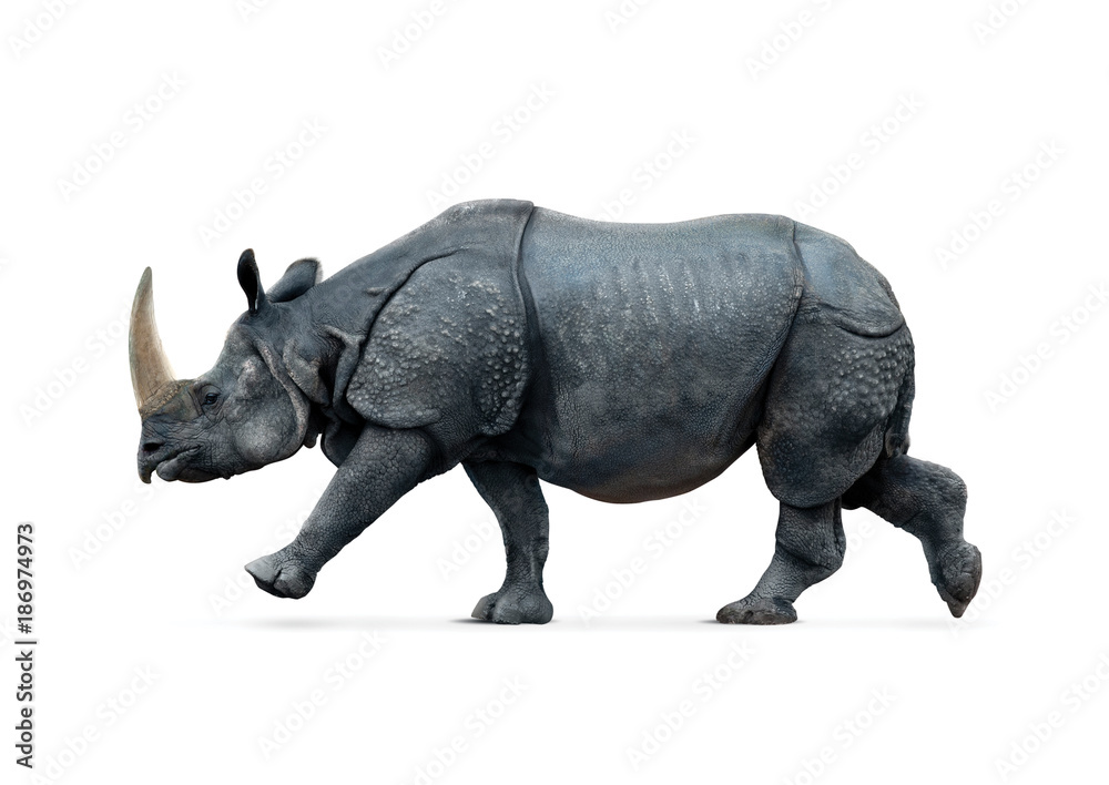 Fototapeta premium rhino isolated on white