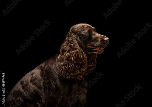 russian spaniel portrait isolated on black background in low key