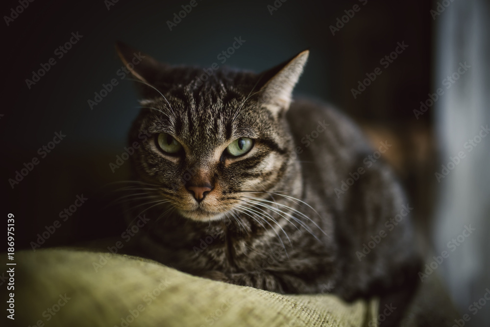 Portrait of tabby cat lying on backrest of a couch Portrait of tabby cat lying on backrest of a couch