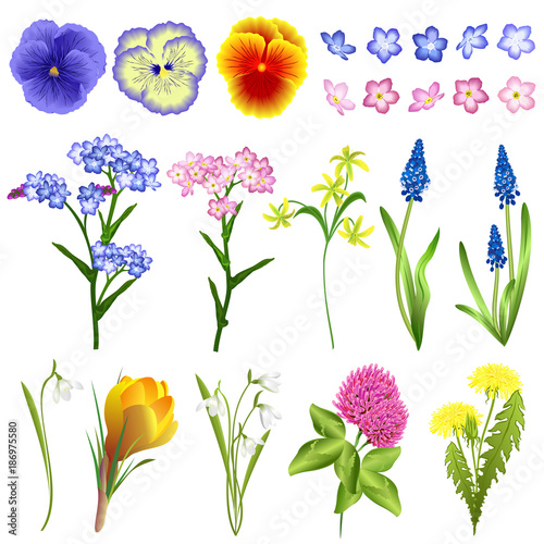 Set of spring flowers (viola, forget-me-not, star of Bethlehem, muscari, snowdrop, crocus, clover, dandelion). Hand drawn vector illustrations on white background.