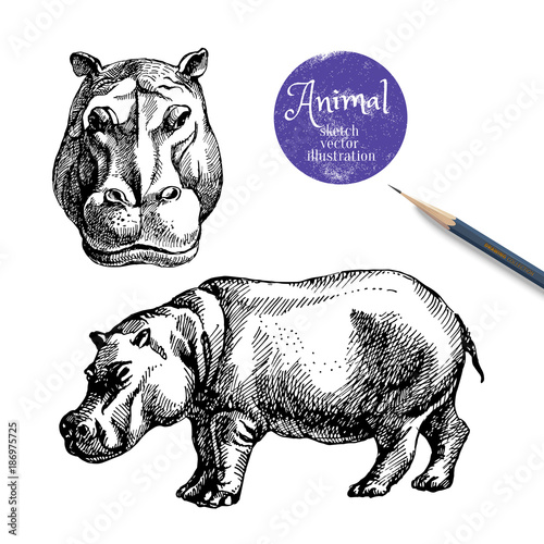 Hand drawn hippo animal vector illustration. Sketch isolated hippopotamus on white background with pencil and label banner
