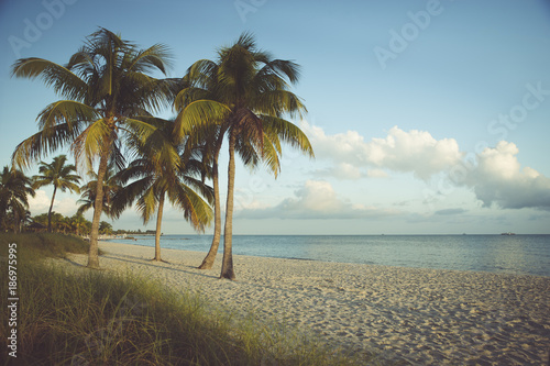 USA, Florida, Key West, palm trees on beach photo