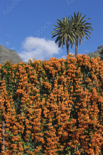 Spain, La Gomera, flamevine, Pyrostegia venusta, and Canary Island date palms photo