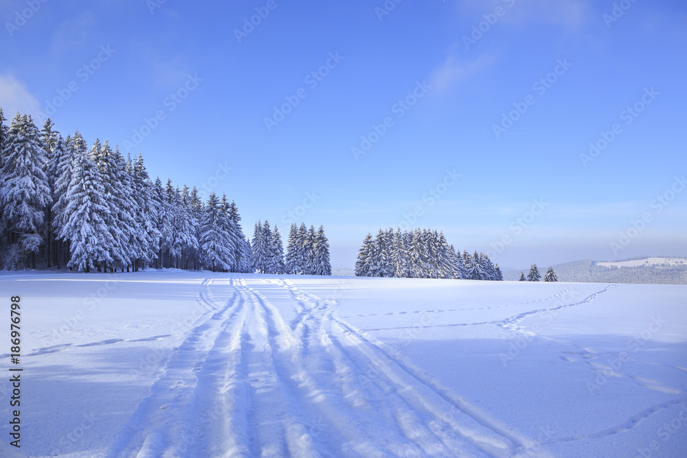 Germany, Thuringia, Wintry forest with ski tracks near Masserberg Germany, Thuringia, Wintry forest with ski tracks near Masserberg