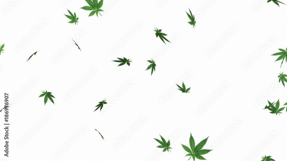 Marijuana leaf on white background - loop, 4K, alpha channel included

