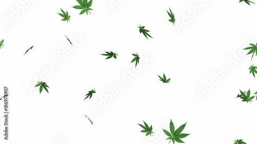 Marijuana leaf on white background - loop, 4K, alpha channel included
