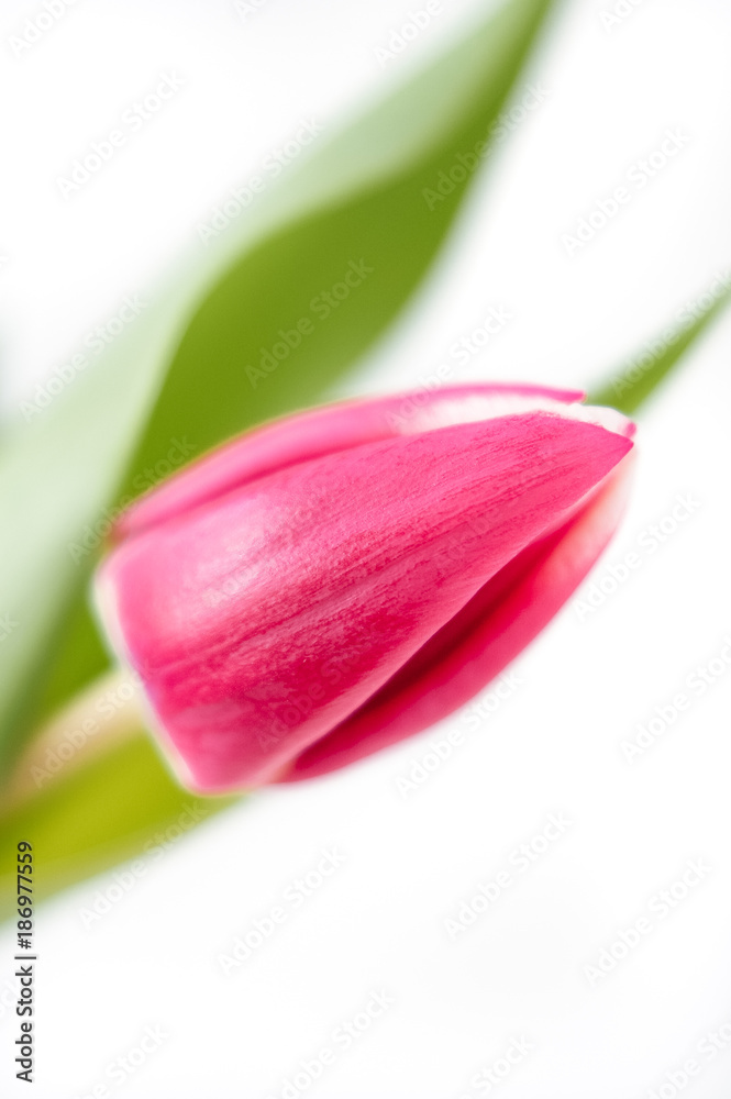Close up macro shot with selective focus of freshly cut red and pink tulip blossom with green stem and leaves isolated on white background Close up macro shot with selective focus of freshly cut red and pink tulip blossom with green stem and leaves isolated on white background