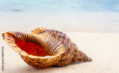 coquillage sur plage de l'île Maurice, triton royal