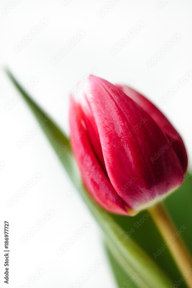 Close up macro shot with selective focus of freshly cut red and pink tulip blossom with green stem and leaves isolated on white background Close up macro shot with selective focus of freshly cut red and pink tulip blossom with green stem and leaves isolated on white background