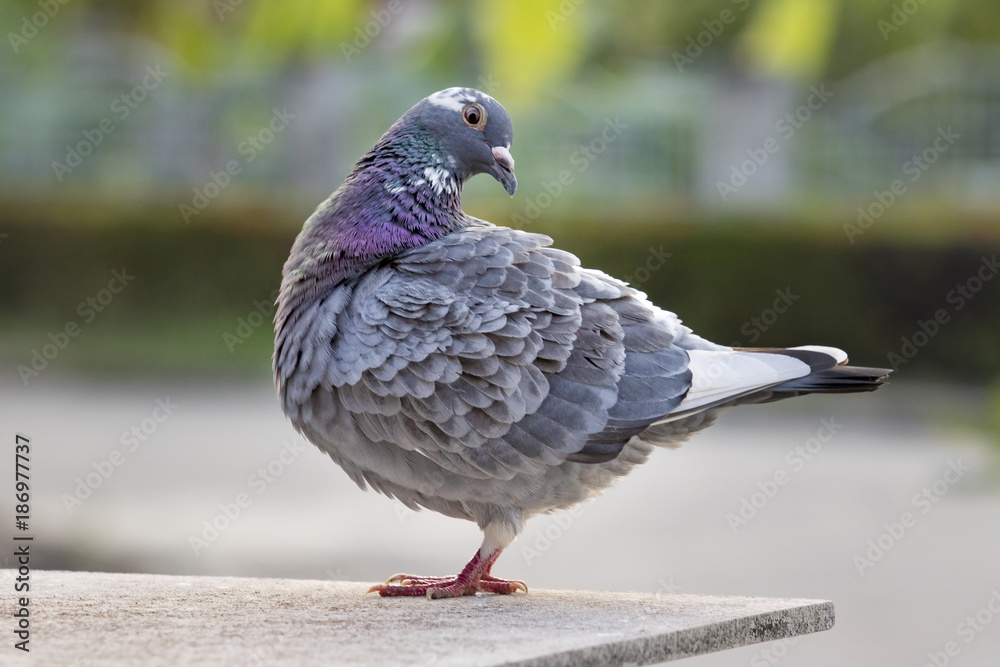 full body of homing pigeon bird preening feather in green park full body of homing pigeon bird preening feather in green park