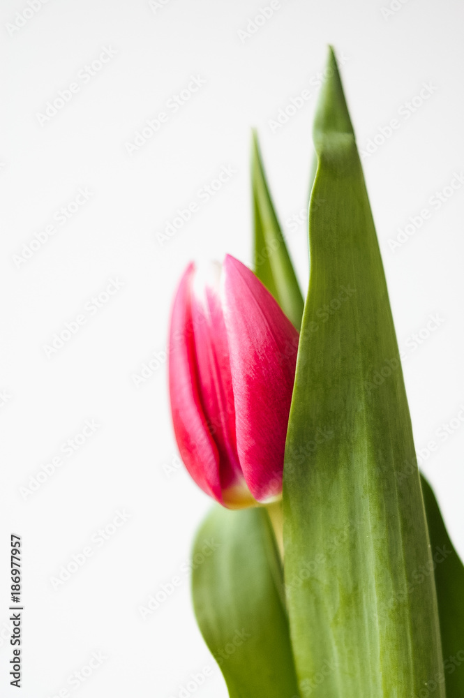 Close up macro shot with selective focus of freshly cut red and pink tulip blossom with green stem and leaves isolated on white background Close up macro shot with selective focus of freshly cut red and pink tulip blossom with green stem and leaves isolated on white background
