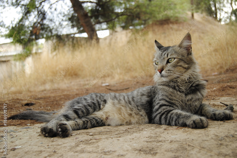 Wild cat lying on floor portrait.