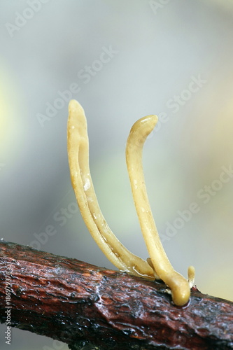 Pipe club fungus, Macrotyphula fistulosa var. contorta photo