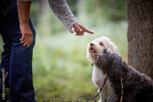 Dog obedience training with two havanese dogs in forest with dog lead