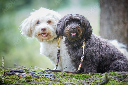 Portrait of two cute havanese dogs with dog leash sitting in forest and looking