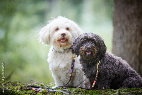Portrait of two cute havanese dogs with dog leash sitting in forest and looking
