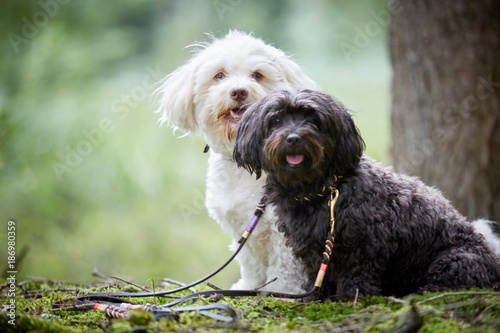 Photography Portrait of two cute havanese dogs with dog leash sitting in forest and looking