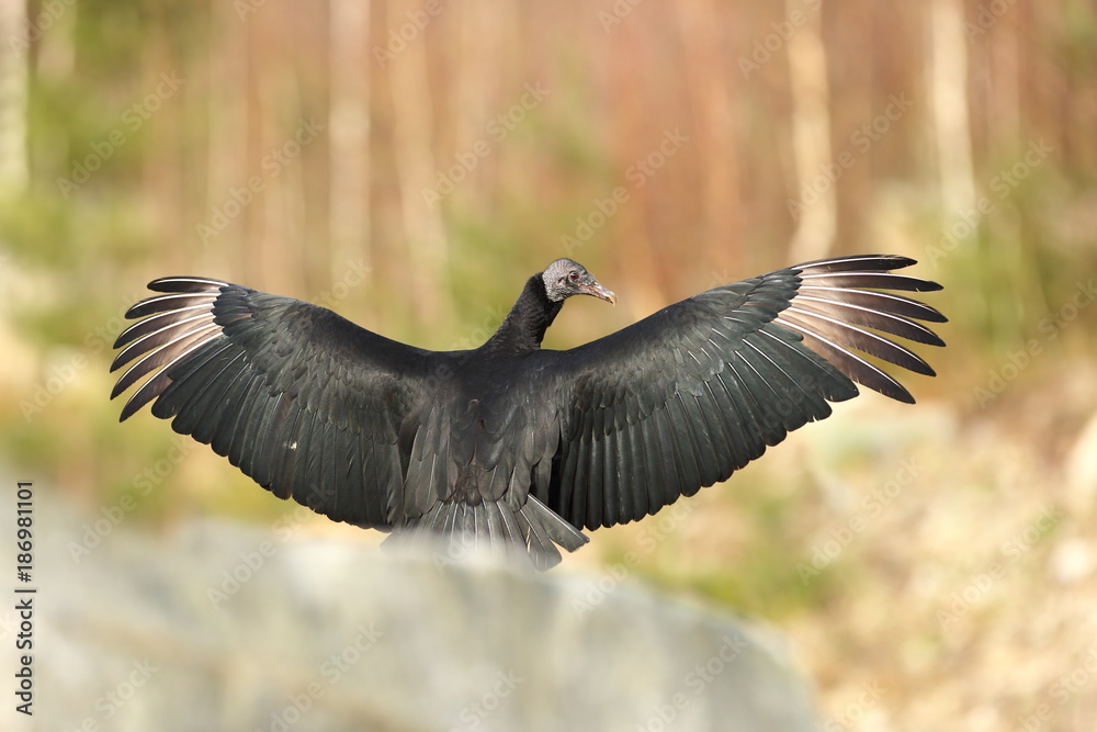 Coragyps atratus. Photographed in the Czech Republic. From bird life. Nature. Beautiful picture. Coragyps atratus. Photographed in the Czech Republic. From bird life. Nature. Beautiful picture.
