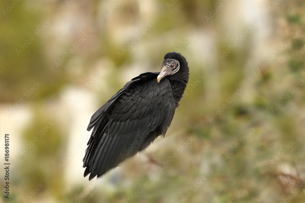 Obraz premium Coragyps atratus. Photographed in the Czech Republic. From bird life. Nature. Beautiful picture.