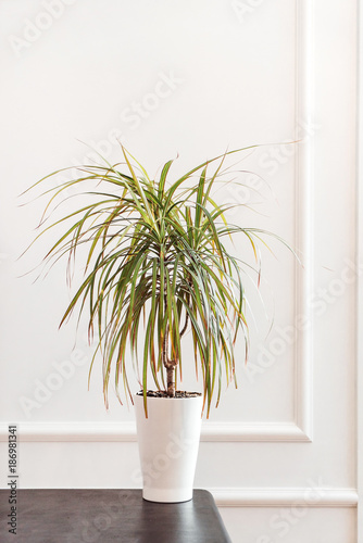 dracaena plant in the pot photo