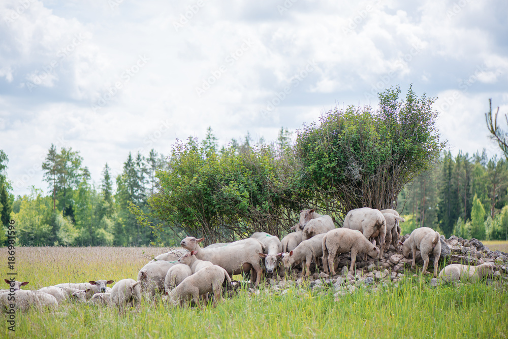 The herd of sheep standing on small hill of rocks under trees, hiding from sun rays and eating grass The herd of sheep standing on small hill of rocks under trees, hiding from sun rays and eating grass