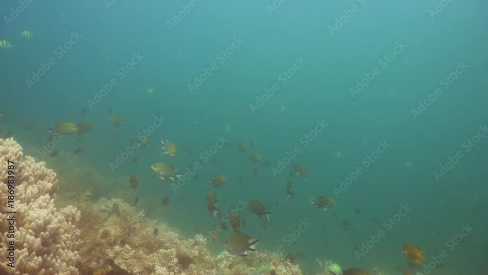 Fish and coral reef. Dive, underwater world, corals and tropical fish. Bali,Indonesia. Diving and snorkeling in the tropical sea. Travel concept. 4K video. Fish and coral reef. Dive, underwater world, corals and tropical fish. Bali,Indonesia. Diving and snorkeling in the tropical sea. Travel concept. 4K video.