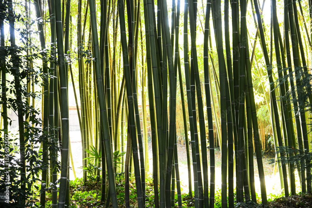 Fototapeta premium green bamboo nature exotic tropical rain forest background in asian country