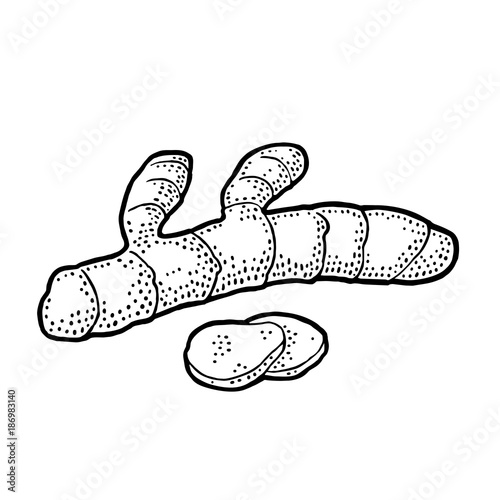 Turmeric root with slice. Vector vintage engraved