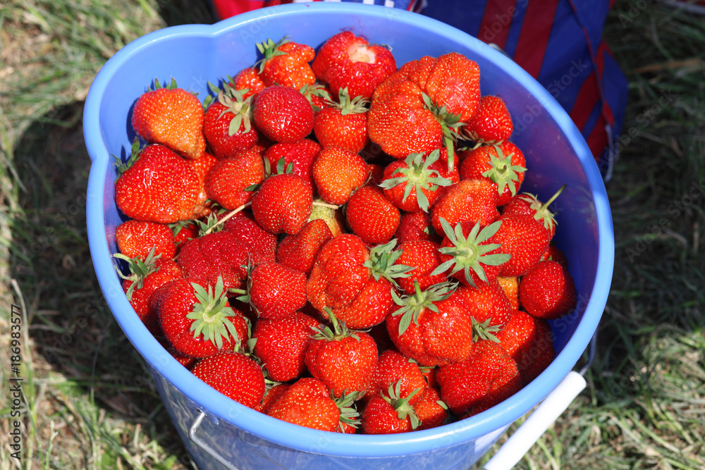 strawberry and bucket field strawberry and bucket field