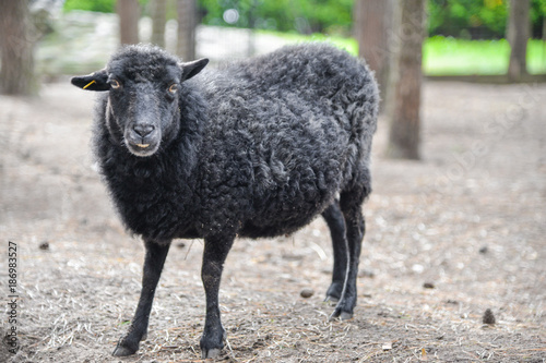 Black sheep in small farm surrounded by forest trees and wooden fence