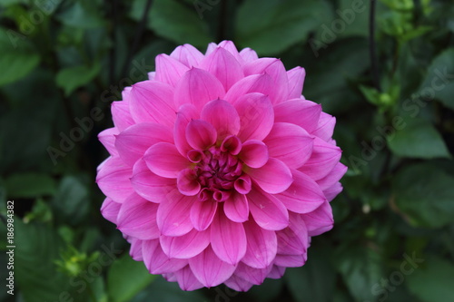 Fototapeta Naklejka Na Ścianę i Meble -  pink dahlia flower vicus beda