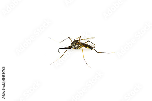 Mosquito on white background isolated with copy space