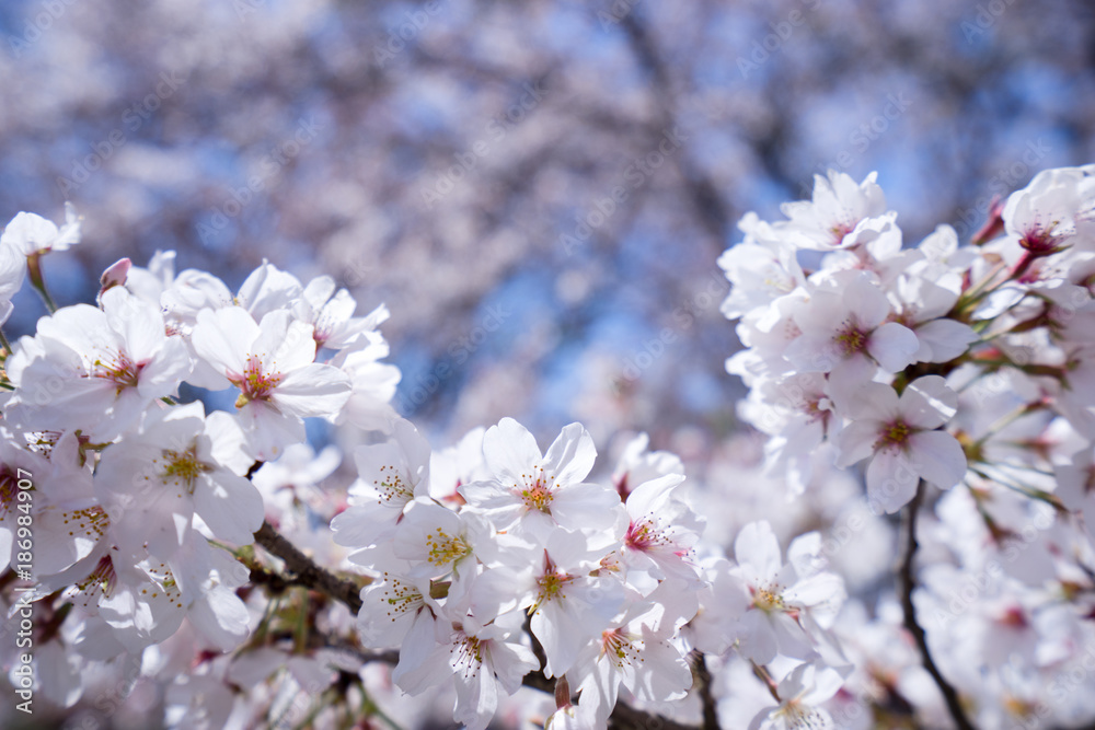 満開の桜