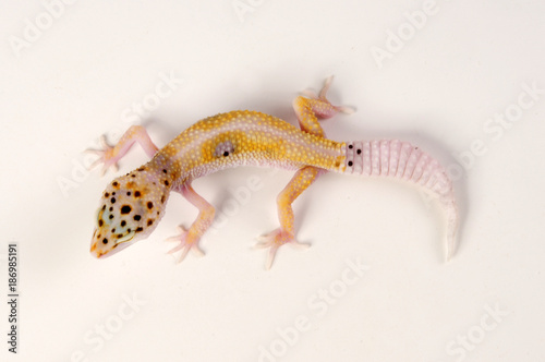 Leopardgecko (Eublepharis macularius) - leopard gecko / Enigma photo