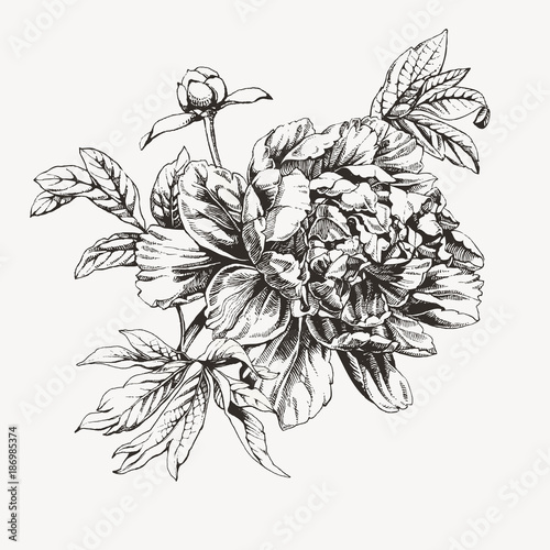 Vintage ink drawn peony flower