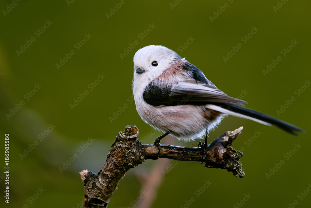 Fototapeta premium Schwanzmeise