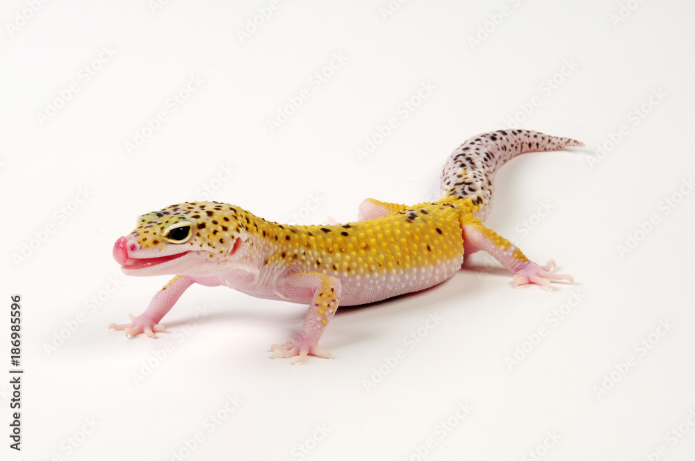 Naklejka premium Leopardgecko (Eublepharis macularius) - leopard gecko / White&Yellow Eclipse