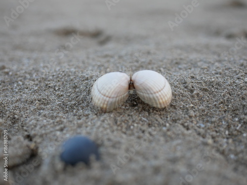 Sea Shells On The Beach