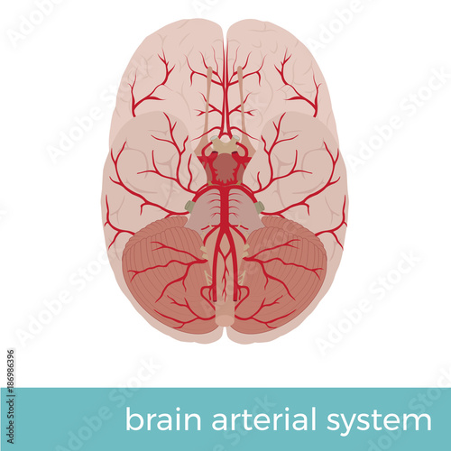 vector illustration of human brain arterial system. Great for educational pupose 