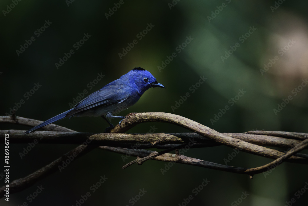 Low key image of male Black-naped monarch or black-naped blue flycatcher perching on tree branch , Thailand Low key image of male Black-naped monarch or black-naped blue flycatcher perching on tree branch , Thailand