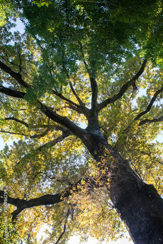 Fototapeta Naklejka Na Ścianę i Meble -  below view of old oak tree foliage canopy on sunny summer day