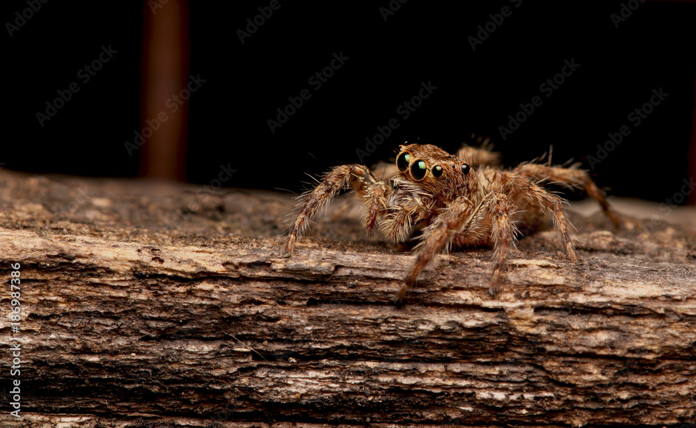 Obraz premium Jumping spider 