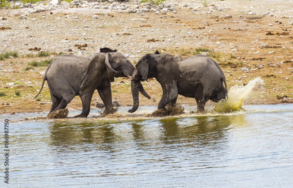 Fighting elephants, Loxodonta africana, on waterhole Fighting elephants, Loxodonta africana, on waterhole