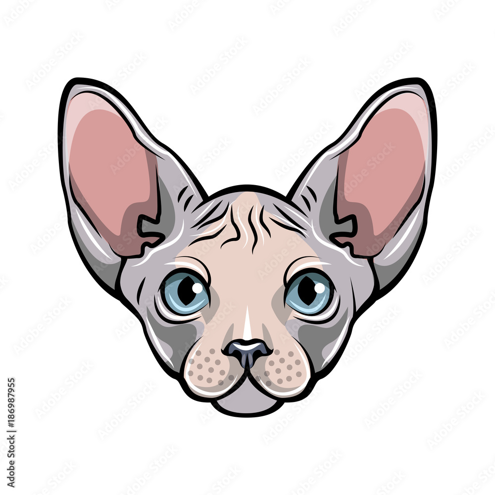 Colorful illustration of a cat s face. White Sphynx hairless cat. Colorful illustration of a cat s face. White Sphynx hairless cat.