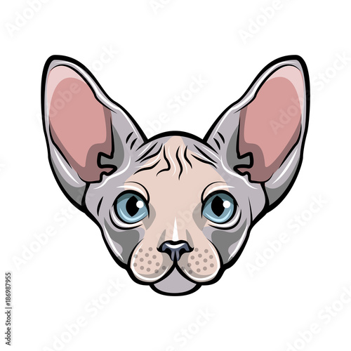 Colorful illustration of a cat s face. White Sphynx hairless cat.