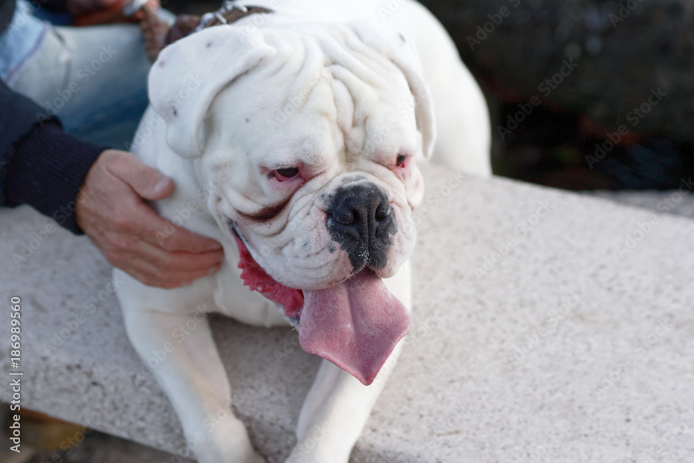 very nice white bulldog