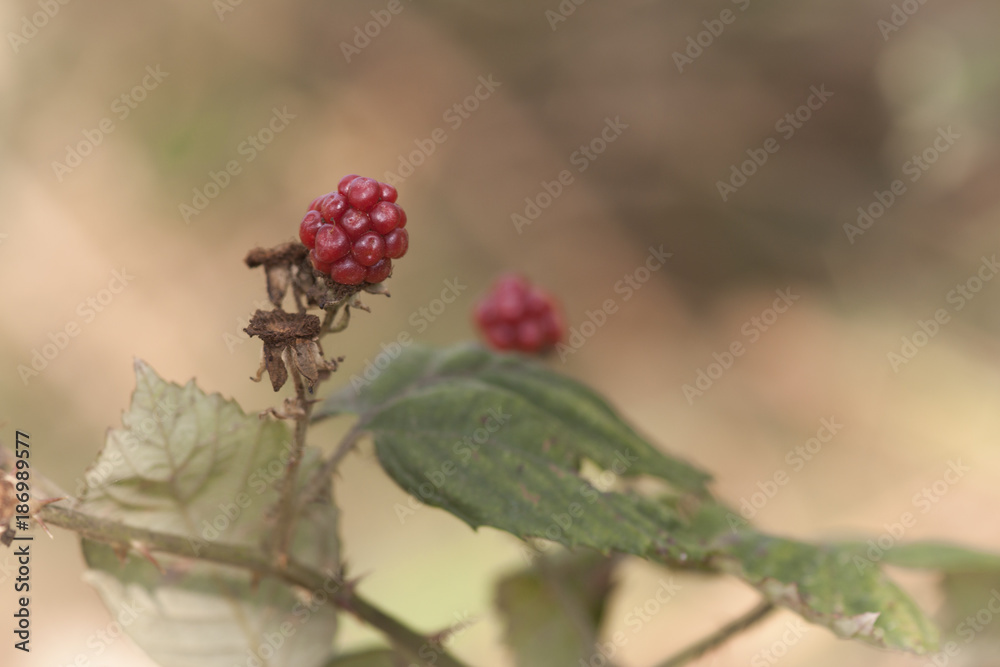 Brombeeren Brombeeren
