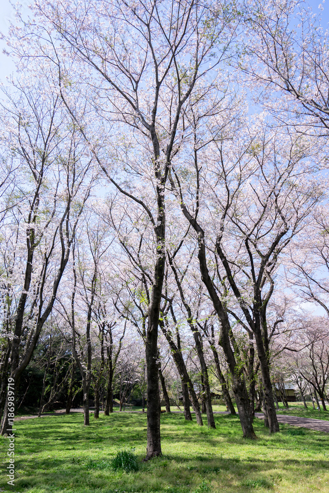 満開の桜