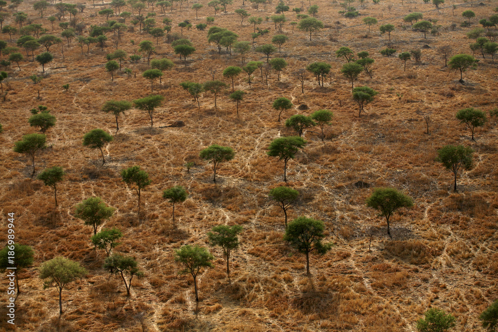 Chad, Zakouma National Park, Aerial view of a forest of acacias in the savannah Chad, Zakouma National Park, Aerial view of a forest of acacias in the savannah